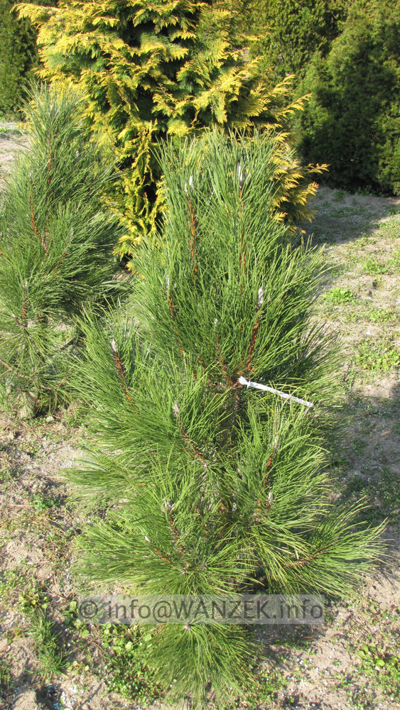 Pinus nigra Fastigiata 1m.JPG
